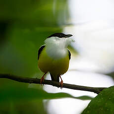 Manakin à col blanc