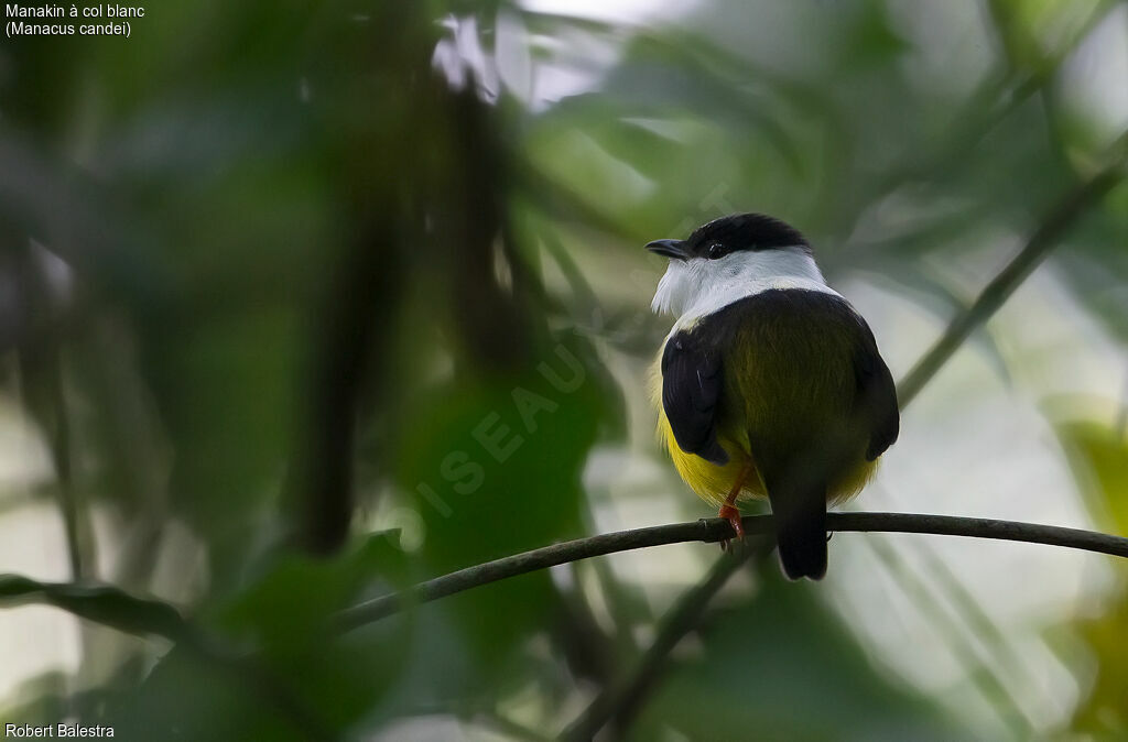 Manakin à col blanc mâle