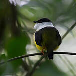 Manakin à col blanc