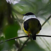 White-collared Manakin