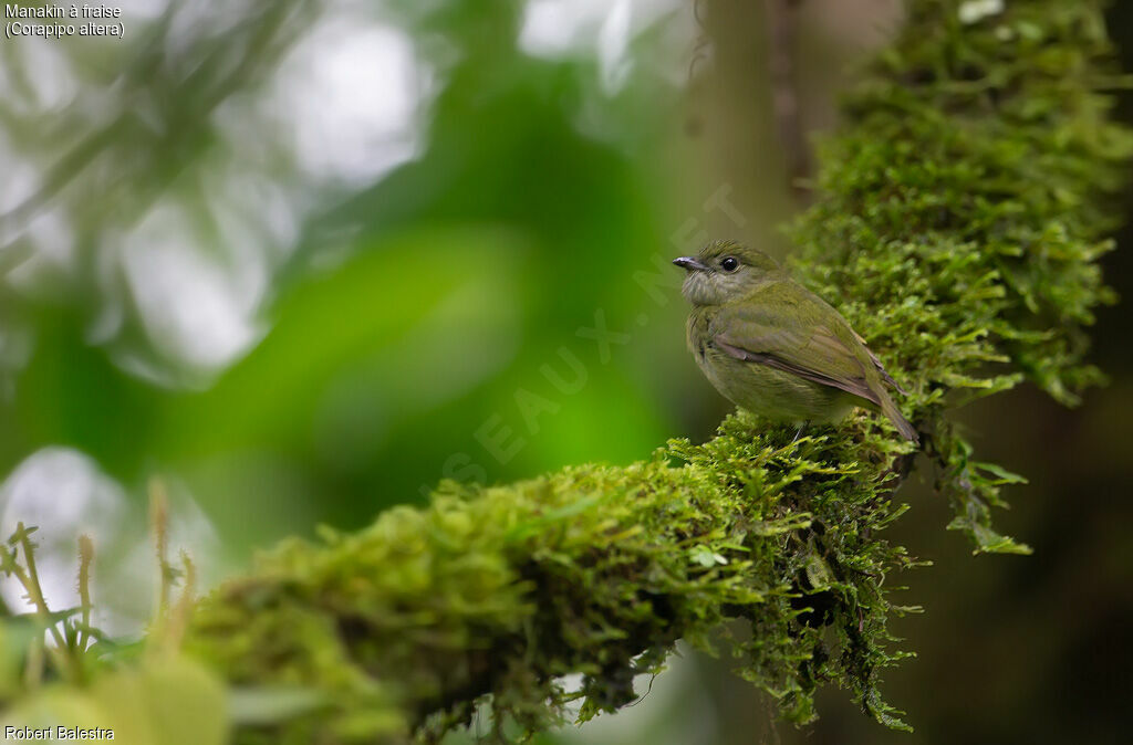 White-ruffed Manakin female