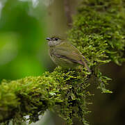 White-ruffed Manakin