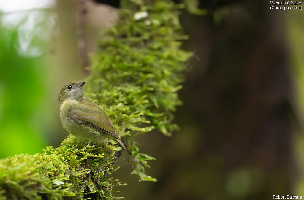 White-ruffed Manakin female