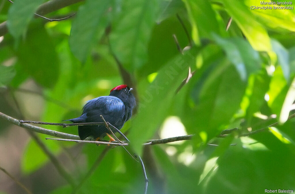 Lance-tailed Manakin