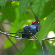 Lance-tailed Manakin