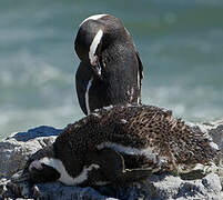 African Penguin