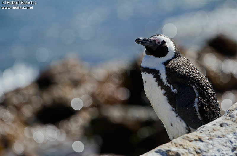 African Penguin