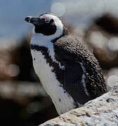 African Penguin