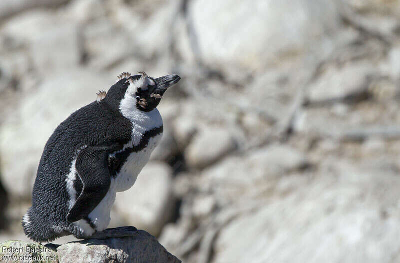 Manchot du Cap, identification