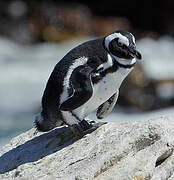 African Penguin