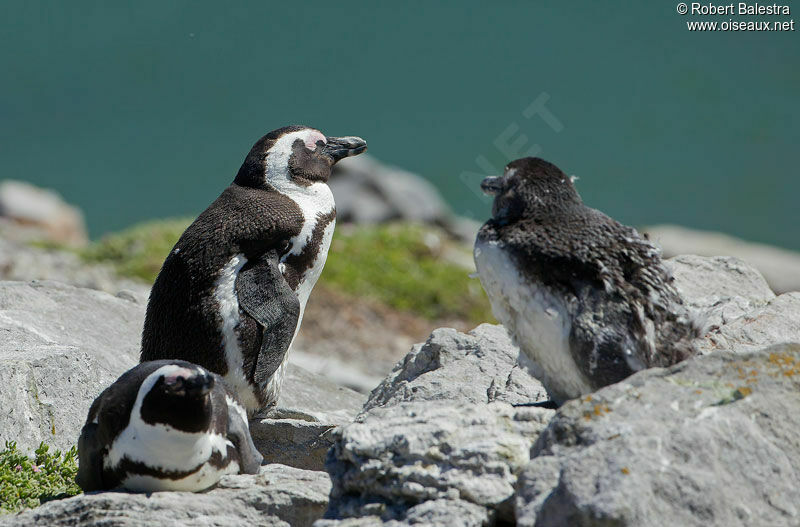 African Penguin