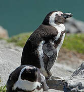 African Penguin