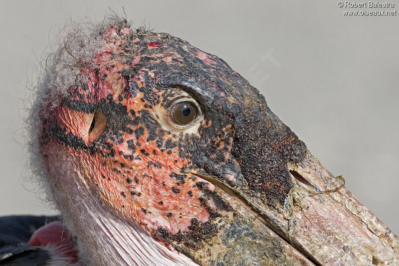 Marabou Stork