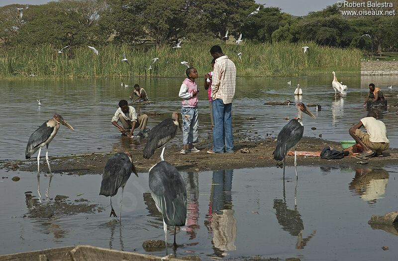 Marabou Stork