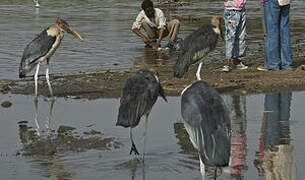 Marabou Stork