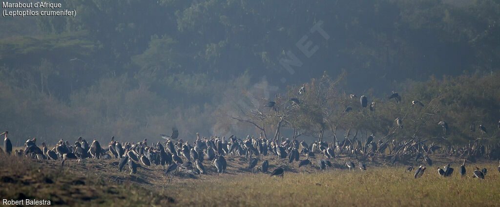 Marabou Stork