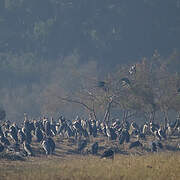 Marabou Stork