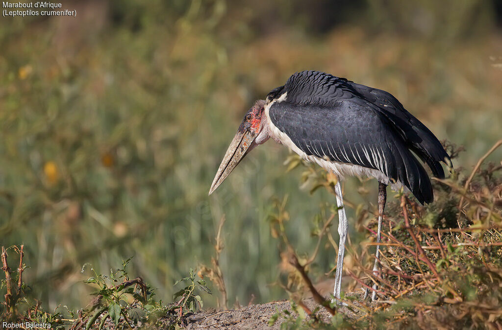 Marabou Stork