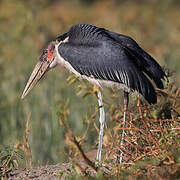 Marabou Stork