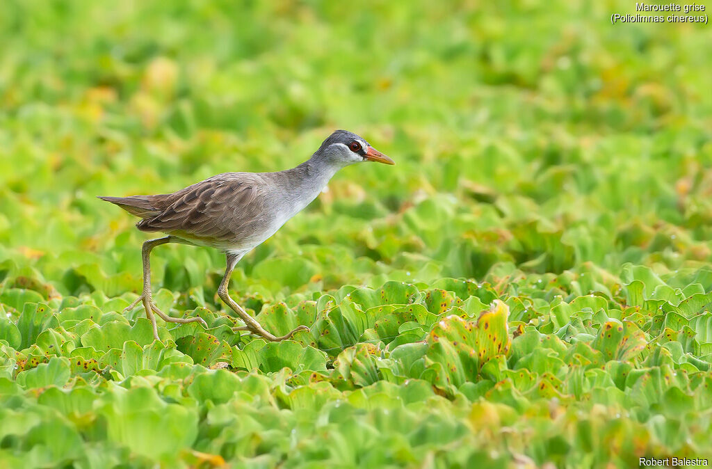 White-browed Crake