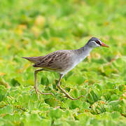 White-browed Crake