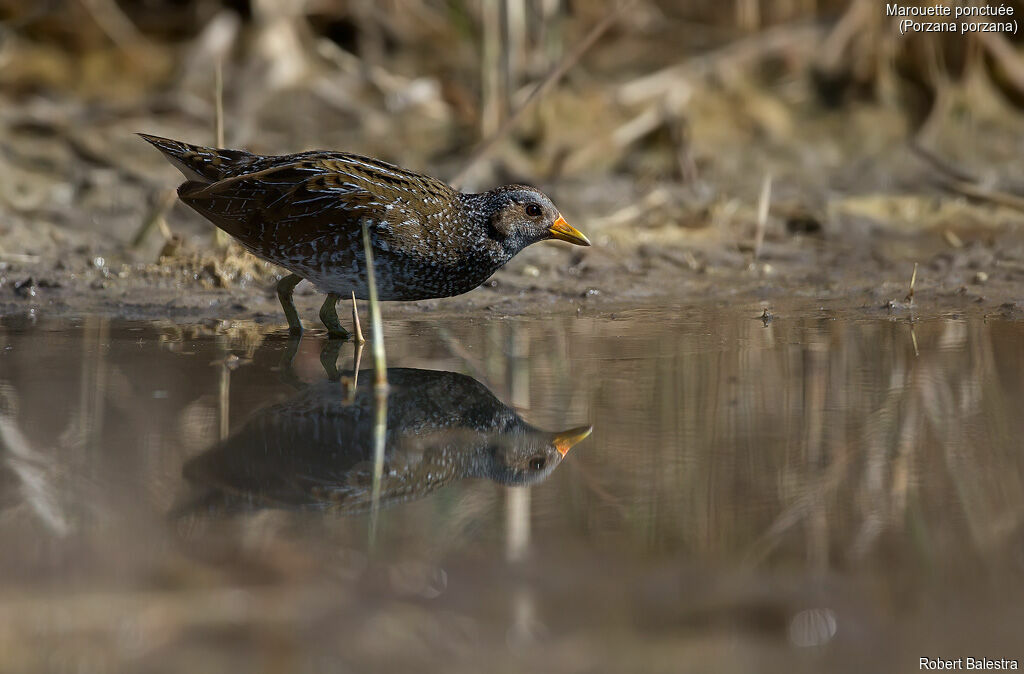 Spotted Crake