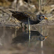 Spotted Crake