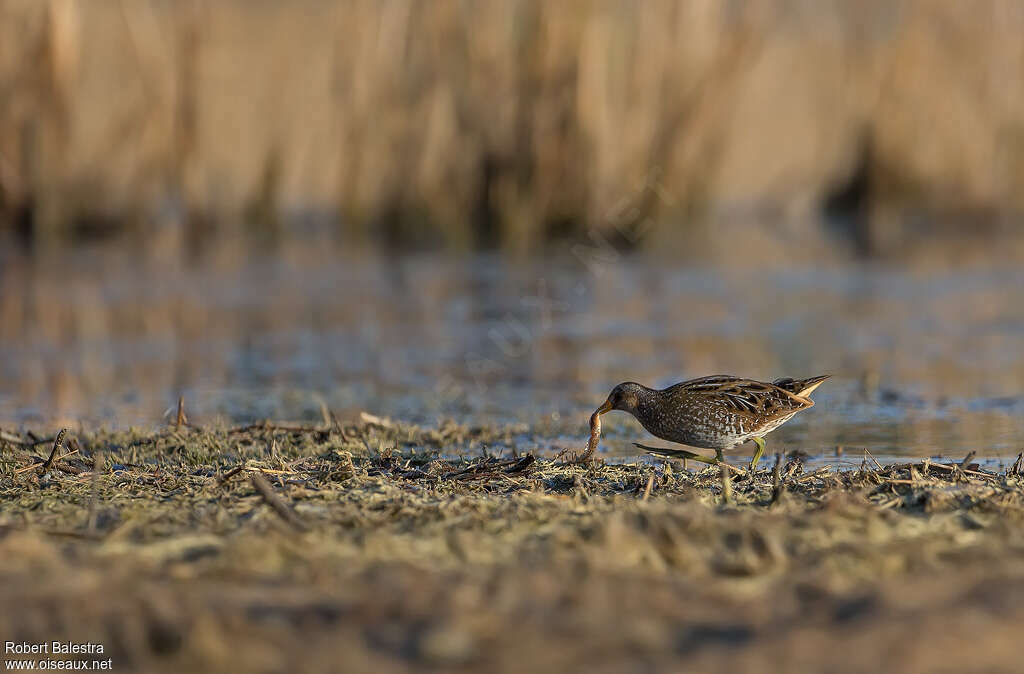 Spotted Crake, eats