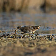 Spotted Crake