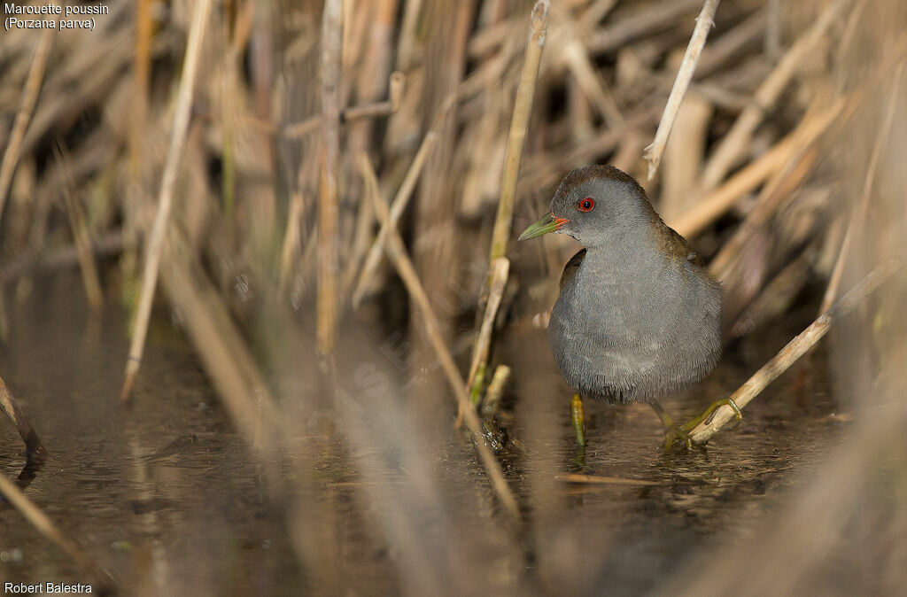 Little Crake male