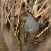 Little Crake