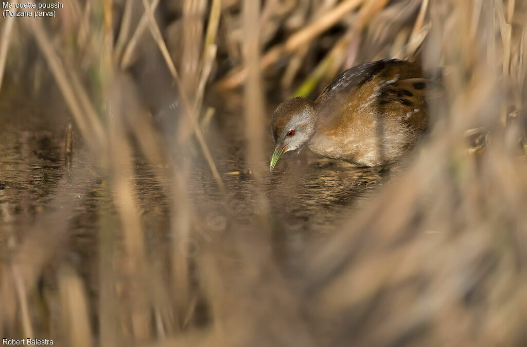 Little Crake female