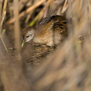 Little Crake