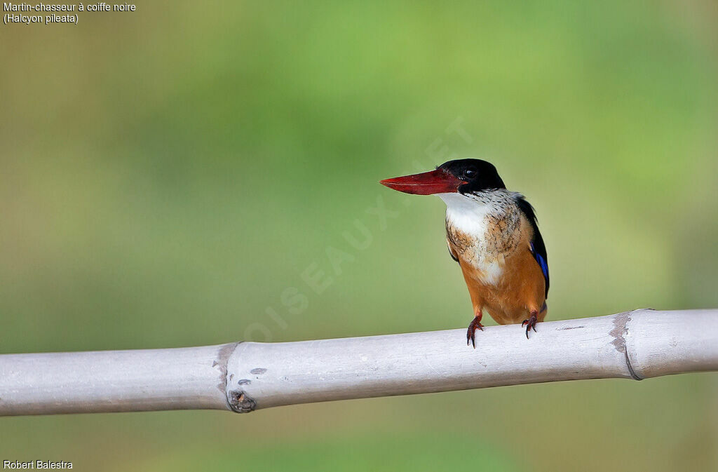 Black-capped Kingfisher