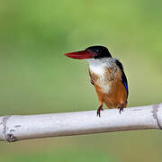 Black-capped Kingfisher