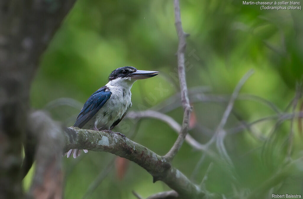 Collared Kingfisher