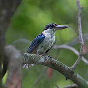 Collared Kingfisher