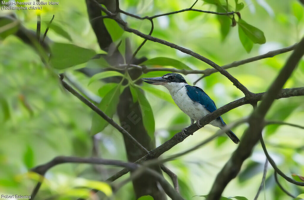 Collared Kingfisher