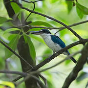 Collared Kingfisher