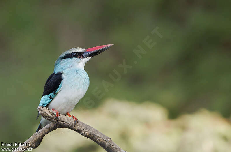 Blue-breasted Kingfisheradult