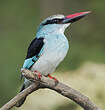 Martin-chasseur à poitrine bleue