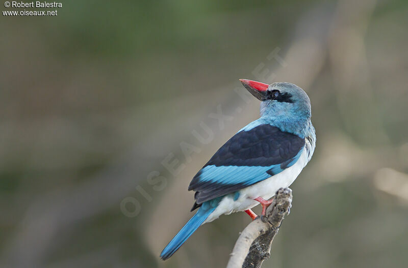 Blue-breasted Kingfisheradult