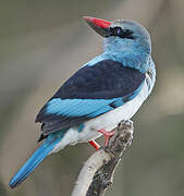 Blue-breasted Kingfisher