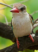 Brown-hooded Kingfisher