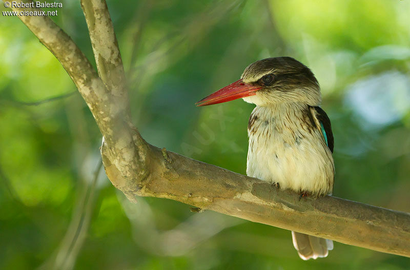 Brown-hooded Kingfisher male adult