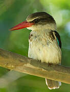 Brown-hooded Kingfisher