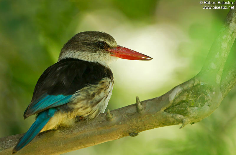 Brown-hooded Kingfisher male adult