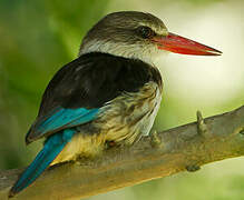 Brown-hooded Kingfisher