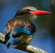 Brown-hooded Kingfisher