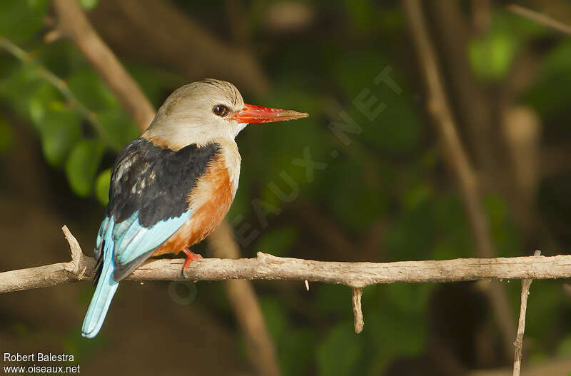 Grey-headed Kingfisheradult, identification